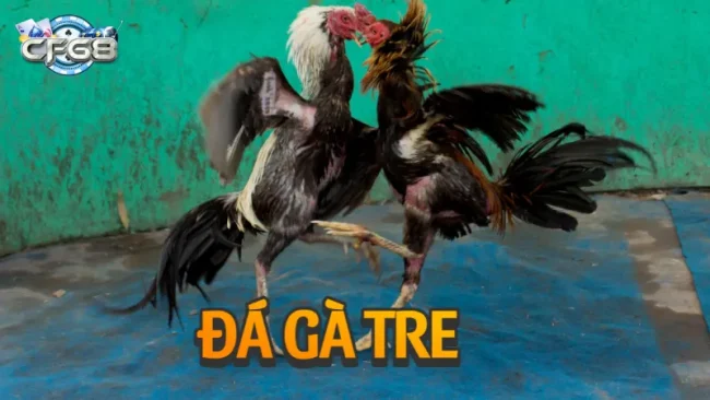 Đá Gà Tre Và Những Mẹo Chơi Đá Gà Chiến Thắng Cực Hay