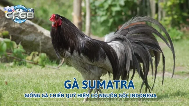 Gà Sumatra – Giống Gà Chiến Quý Hiếm Có Nguồn Gốc Indonesia