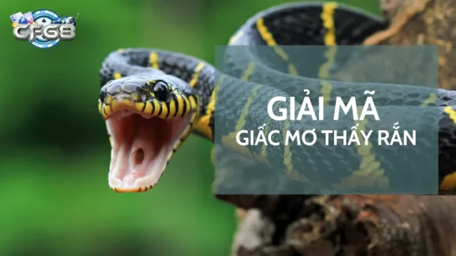 Giải mã chi tiết giấc mơ thấy rắn