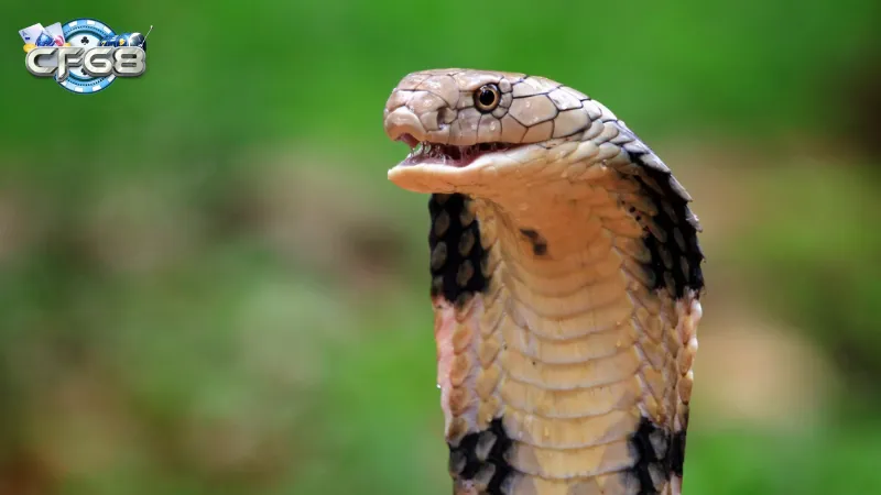 Giấc mã giấc mơ thấy rắn hổ mang