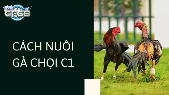 Cách Nuôi Gà Chọi C1 Đúng Kỹ Thuật Để Có Bộ Lông Đẹp