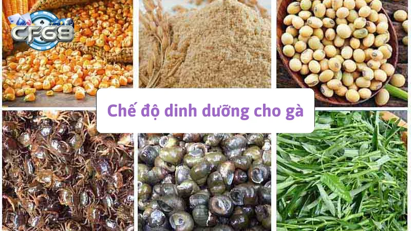 Cách nuôi gà chọi C1 đúng cách là quan tâm đến chế độ dinh dưỡng