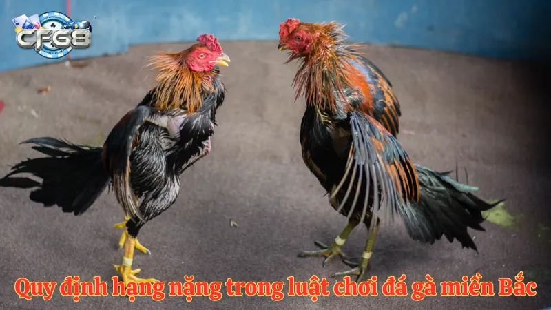 Quy định hạng nặng trong luật chơi đá gà miền Bắc