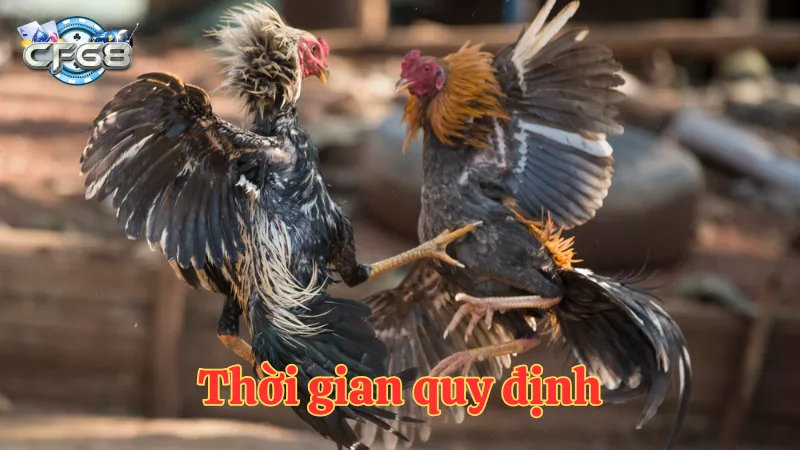 Thời gian quy định trong luật chơi đá gà miền Bắc