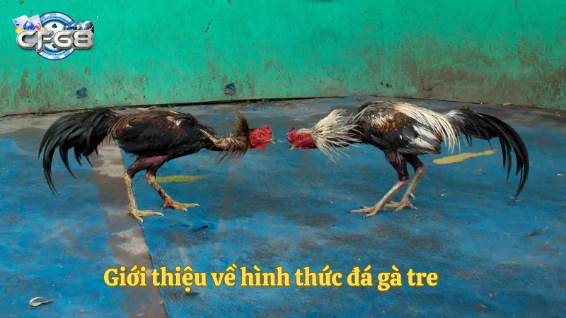 Tìm hiểu về hình thức đá gà tre